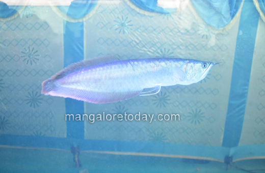 Fish expo at alvas